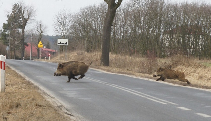 Jeśli dojdzie do potrącenia zwierzęcia na drodze, kierowca...