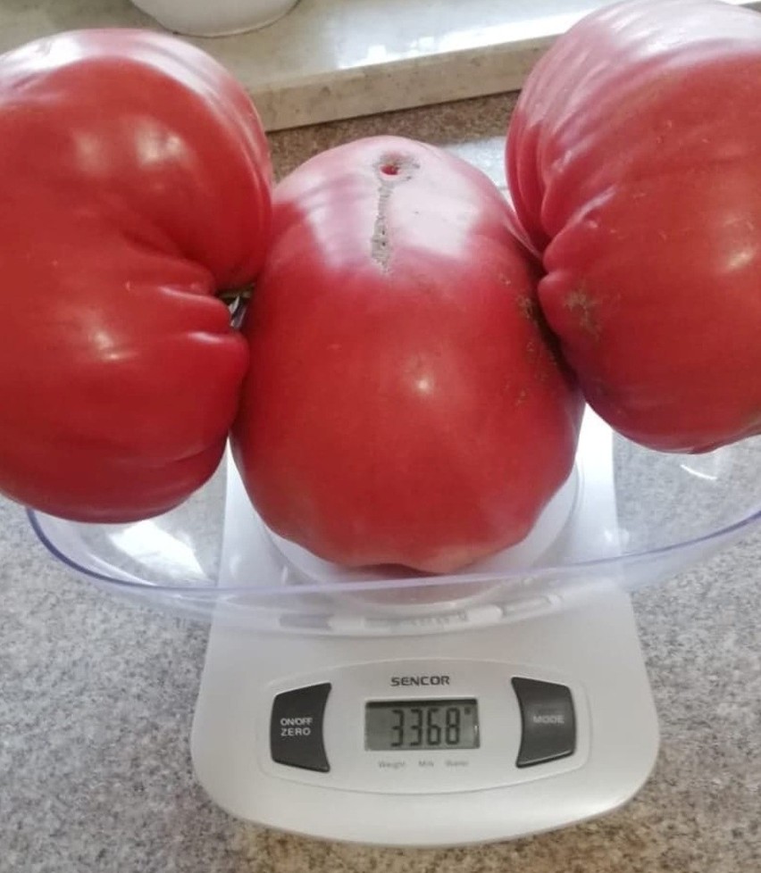 Te trzy pomidory ważą ponad trzy kilogramy!...