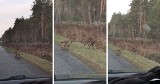 Niecodzienne spotkanie. Dwa rysie widziane w okolicach Werchraty w gminie Horyniec-Zdrój