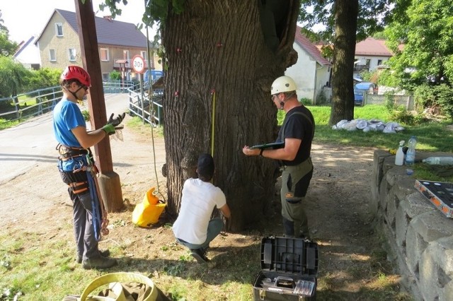 Badaniom zostały poddane drzewa z terenu gmin Lubsza, Popielów, Murów, Pokój, Świerczów i Kluczbork na terenie Stobrawskiego PK; gmin Zdzieszowice, Leśnica, Strzelce Opolskie i Gogolin w PK „Góra Św. Anny” oraz gminy Głuchołazy na terenie PK „Góry Opawskie”.