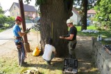 Kiedy inni wycinali, oni posadzili 1700 drzew wzdłuż opolskich dróg