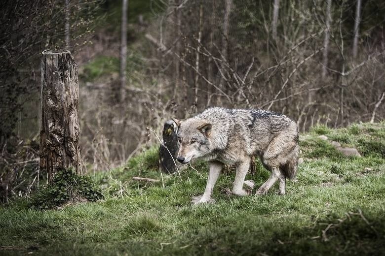 Do ataków na zwierzęta hodowlane dochodzi głownie na terenie...