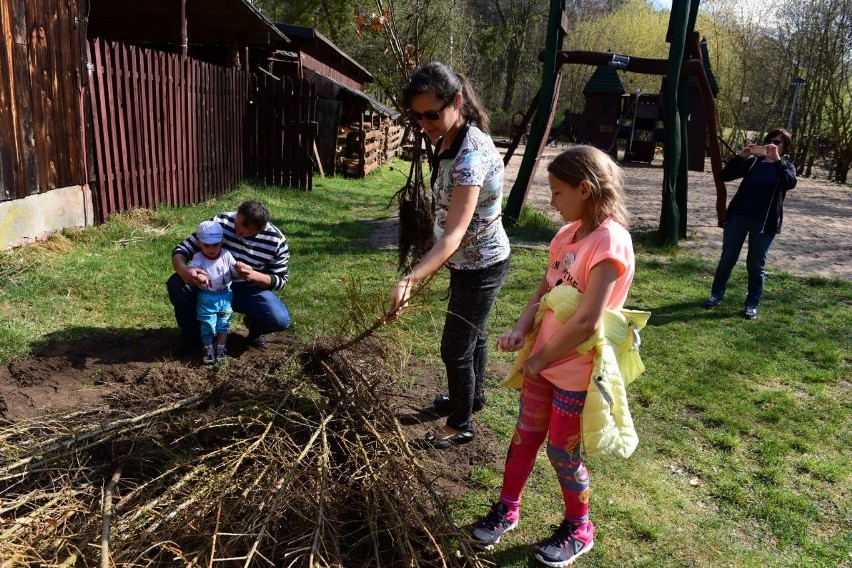 Za nami akcja sadzenia drzewek na Barbarce "Posadź drzewo...