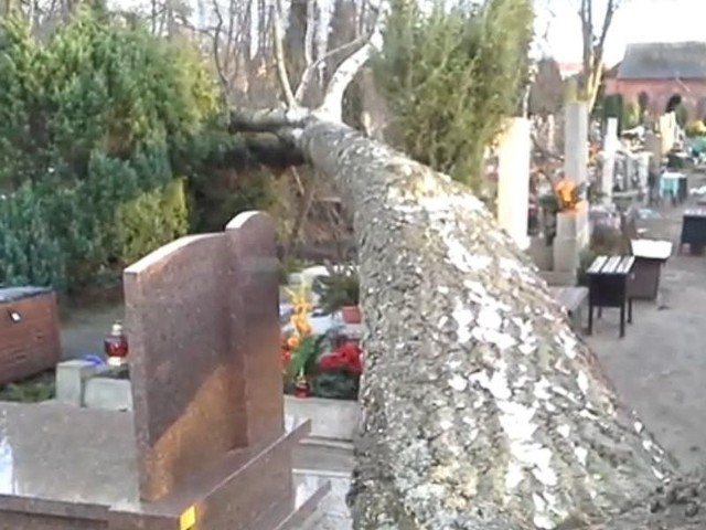 Potężna brzoza padła na nagrobki usteckiego cmentarza. 