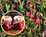 Rajskie jabłuszka – czy są jadalne? Poznaj przepisy na konfitury, kandyzowane jabłuszka i nalewkę z rajskich jabłek. Dlaczego warto je jeść?