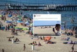 Niecodzienne zdarzenie na plaży w Gdyni. Stado dzików wywołało zamieszanie wśród turystów - WIDEO