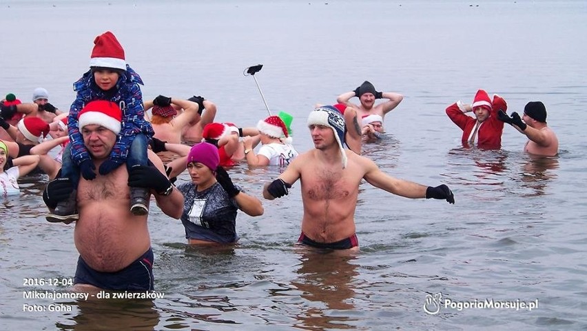 Dąbrowa Górnicza: morsujące Mikołaje zbierały prezenty dla zwierząt z sosnowieckiego schroniska 