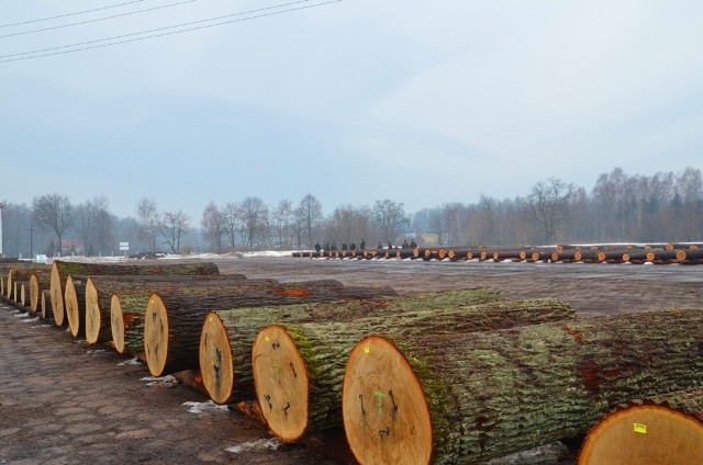 Nadleśnictwo Nurzec sprzedawało drewno. Najchętniej kupowano dąb