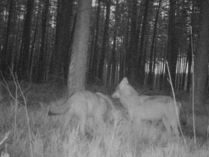 Kocica w Borach Kujańskich na terenach Nadleśnictwa Złotów...