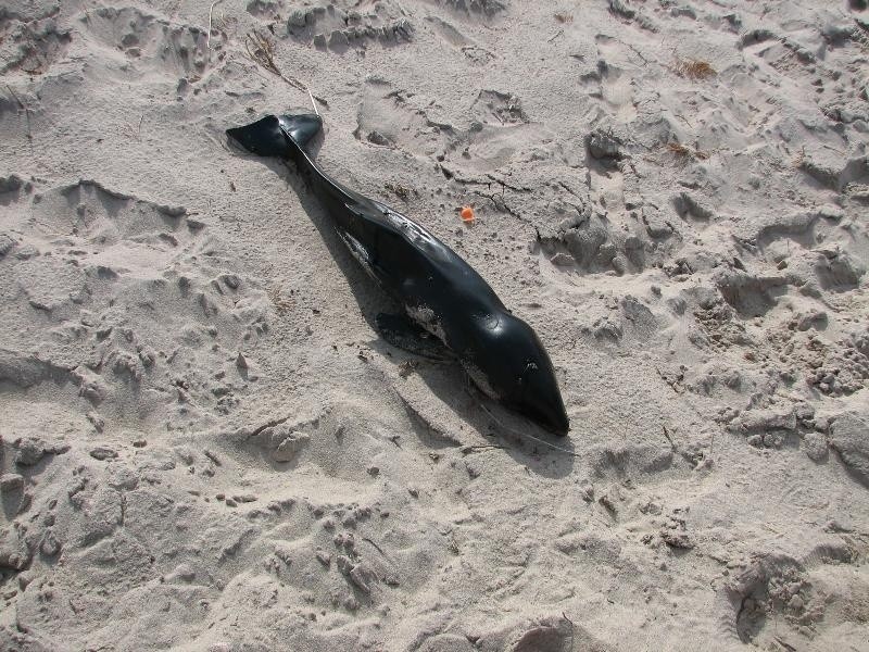 Na plaży w Dąbkach znaleziono martwego morświna