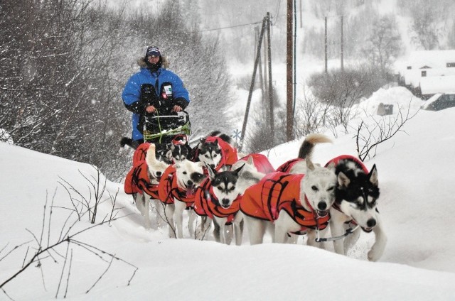 Wyścigi psich zaprzęgów odbywają się w ekstremalnych warunkach. Temperatura niejednokrotnie dochodzi do minus 45 stopni Celsjusza. Zdjęcia z norweskiej wyprawy Dariusza Morsztyna prezentowane są w Muzeum Wigier w Starym Folwarku koło Suwałk.