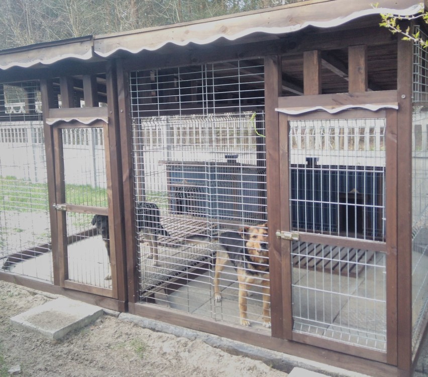 Tymczasowy dom dla bezdomnych zwierząt utworzony został na...