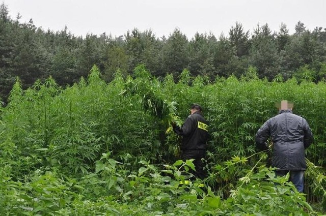Policjanci z Gniezna i Czerniejewa zlikwidowali plantację konopi indyjskich, która znajdowała się w lesie. Zabezpieczyli prawie 3800 krzewów tej odurzającej rośliny. Niektóre miały ponad 2 metry wysokości. Teraz ustalają tożsamość właściciela nielegalnej plantacji.Przejdź do kolejnego zdjęcia --->