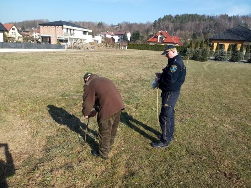 Nowy Sącz. Strażnicy miejscy rozstawili chemiczne odstraszacze na dziki