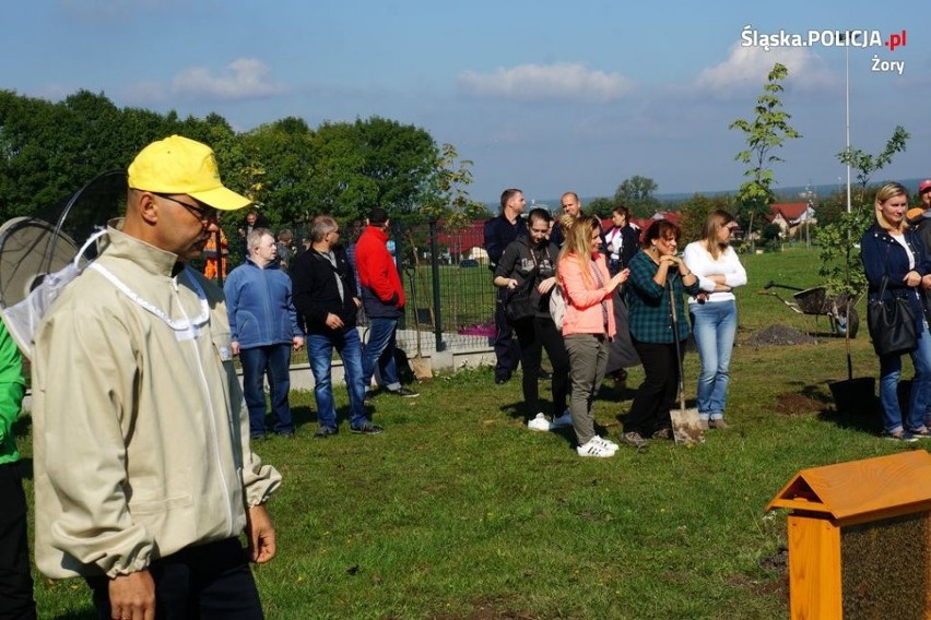 Ponad 100 osób sadziło drzewa w Parku Cegielnia w Żorach