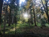 Piękna jesień w lasach w okolicach Birczy koło Przemyśla [ZDJĘCIA]