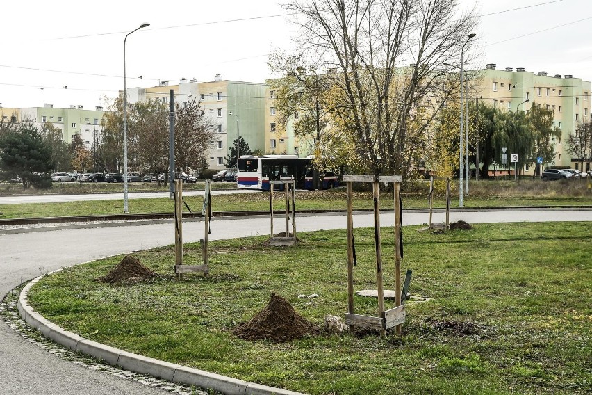 Na ulicy Niepodległości w Fordonie trzeba wymienić 90 drzew