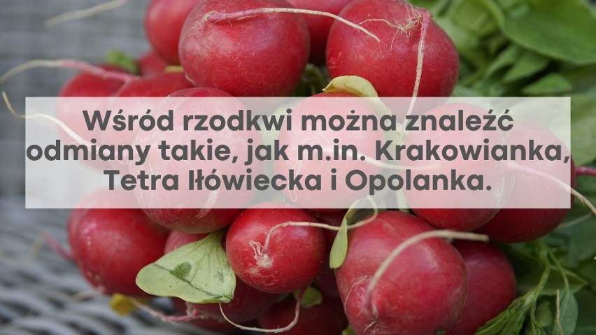 Najciekawsze odmiany warzyw. Znasz Malinowego Kapturka i Krakowiankę?