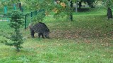 Dzik na spacerze na Kuźnikach we Wrocławiu. To nie pierwsze jego odwiedziny w tym miejscu