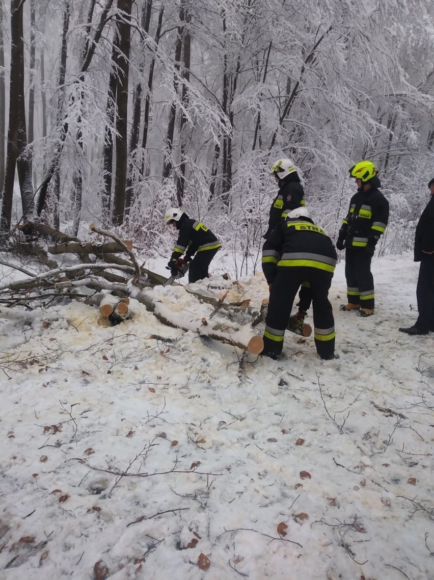 Atak zimy w powiecie gdańskim. Powalone drzewa na ulicach, liczne interwencje strażaków. Zdjęcia