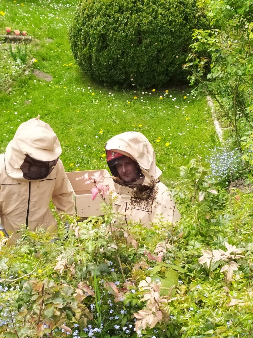 Krynica-Zdrój. Rój pszczół wystraszył turystów i mieszkańców. Na ul. Pułaskiego musieli interweniować strażacy. Zdjęcia z akcji