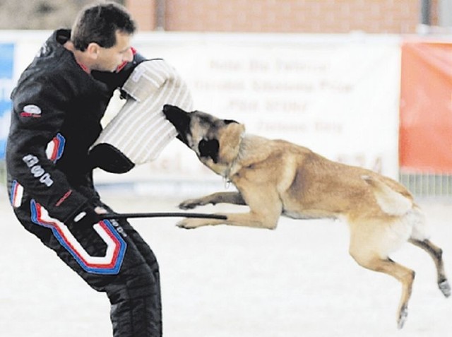 Owczarek belgijski malinois Gitano Nocne Marki z hodowli Franciszka Wiśniewskiego z Krakowa dopadł pozoranta