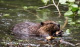 Szlak wokół jeziora Strażym. Zostawiamy zadymione miasta i ruszamy na Pojezierze Brodnickie