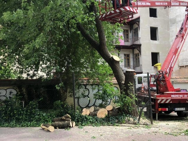 Wycinka drzewa na ul. św. Agnieszki