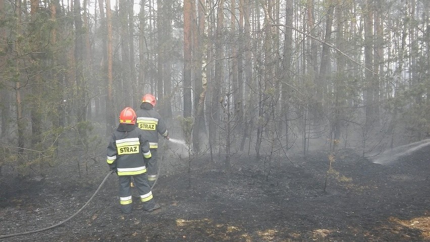 Gmina Magnuszew. Strażacy kilka godzin walczyli z pożarem lasu