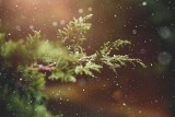 Najpiękniejsze kolędy na Boże Narodzenie 2021. Te utwory wprowadzą Ciebie w świąteczną atmosferę! TOP 10 piosenek świątecznych