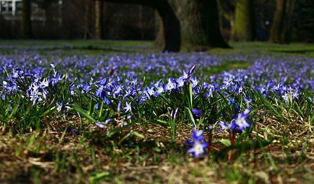 Piękny kwiatowy dywan w parku im. Klepacza