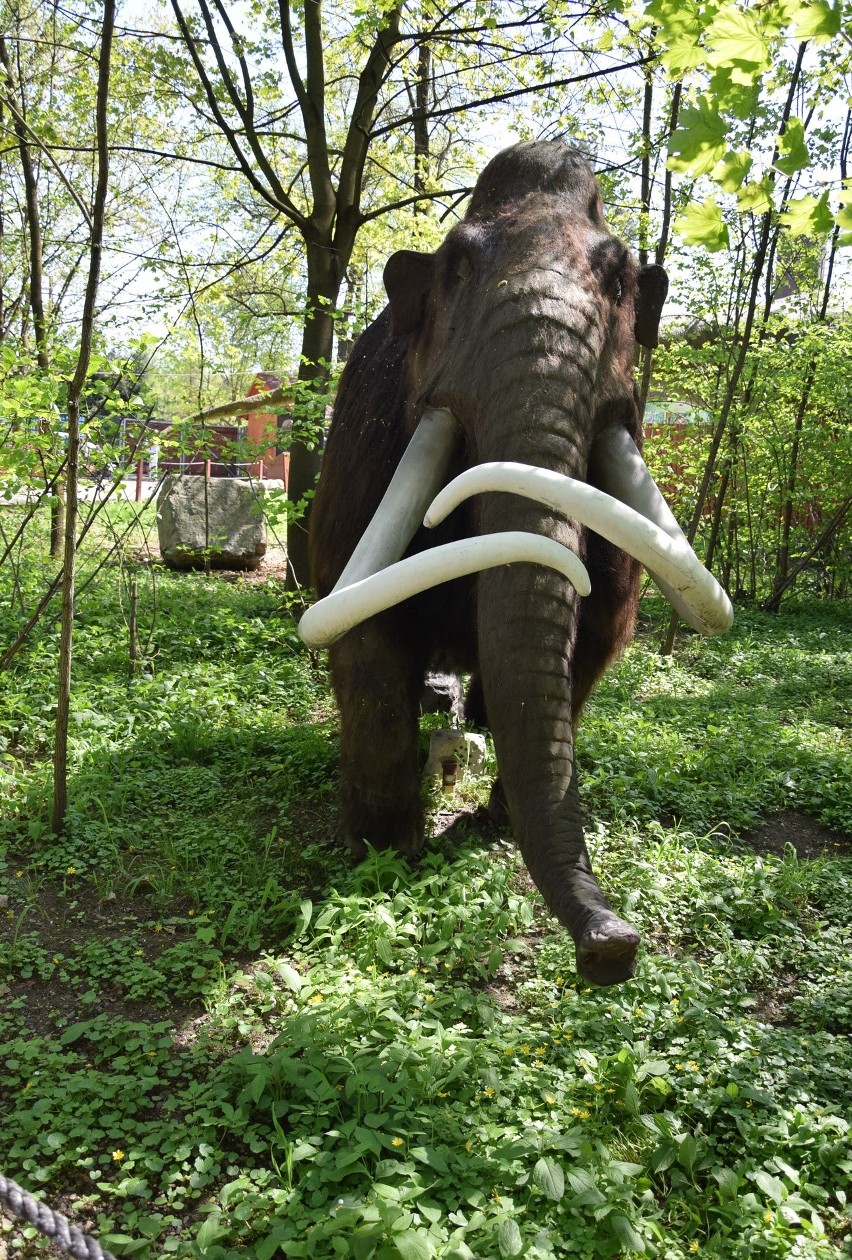 Z zimowego snu obudziły się dinozaury w Zatorlandzie. Dołączył do nich największy jaki żył i jaki wybudowano na świecie [ZDJĘCIA, WIDEO] 