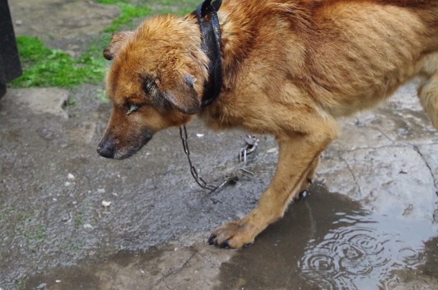 Interwencja w Janikowie koło Przysuchy. Pies na granicy śmierci głodowej uratowany 