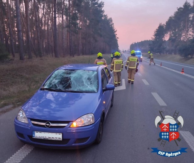 W piątek 18 marca 2022 doszlo do groźnego wypadku pod Lesznem. Obok Rydzyny, na drodze wojewódzkiej 309, samochód osobowy zderzył się z jeleniem. Kierowcy samochodu nic się nie stało, ale zwierzę nie przeżyło wypadku. Uszkodzony został też drugi pojazd.