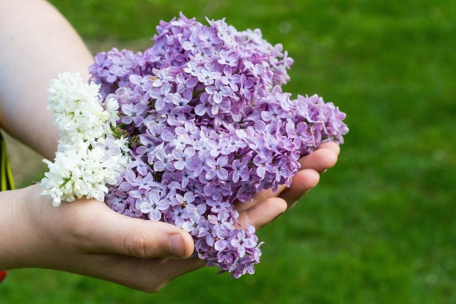 Kwitnący bez, czyli lilak, występuje w kilku kolorach i każdy ma związek z miłością.