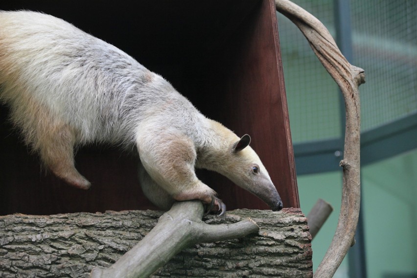 Mrówkojad w łódzkim zoo poznaje swój wybieg