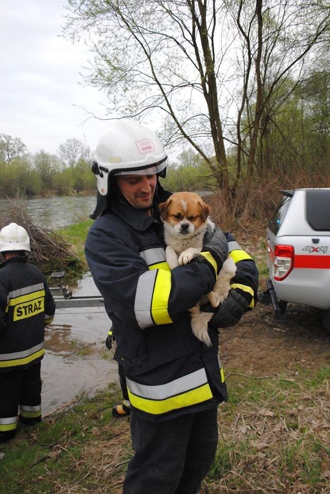 Piesek jest cały i zdrowy, ale akcja ratunkowa nie była...