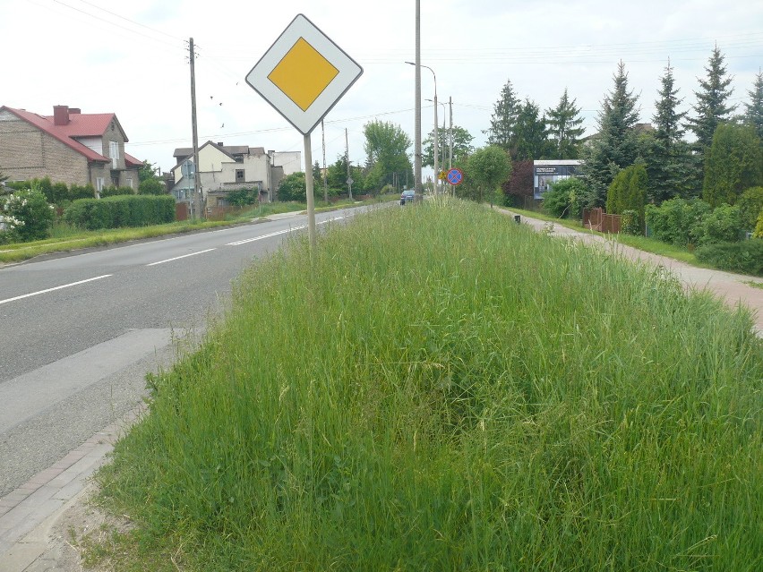 Chaszcze na trawnikach w Ostrowcu