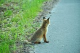 Uważaj na zwierzęta na drodze. Skutki zderzenia mogą być tragiczne