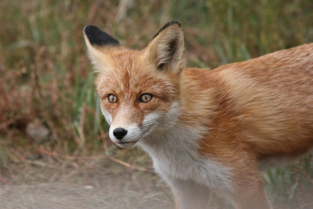 W kujawsko-pomorskich lasach żyje coraz więcej lisów, obecnie ich populacja szacowana jest na 11 235 osobników.