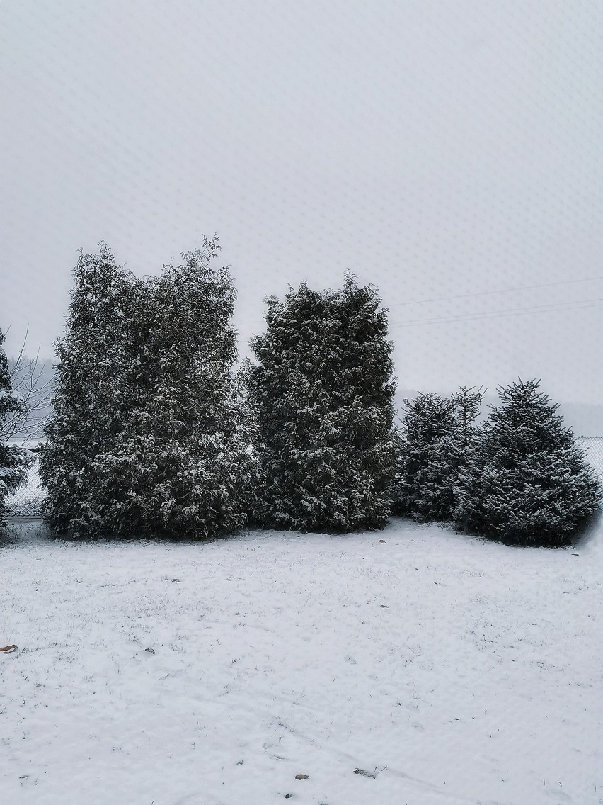 Pierwszy śnieg na Pomorzu w obiektywie naszych czytelników....