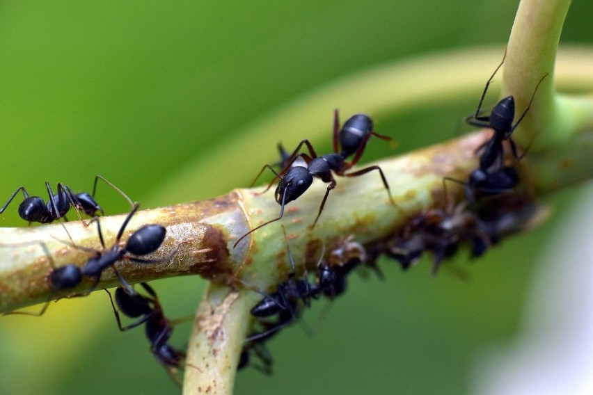 Mrówki mogą wyrządzić wiele szkód naszym drzewom, kwiatom,...