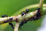 Takie rośliny najskuteczniej odstraszają mrówki. Wśród nich wiele popularnych ziół i przypraw