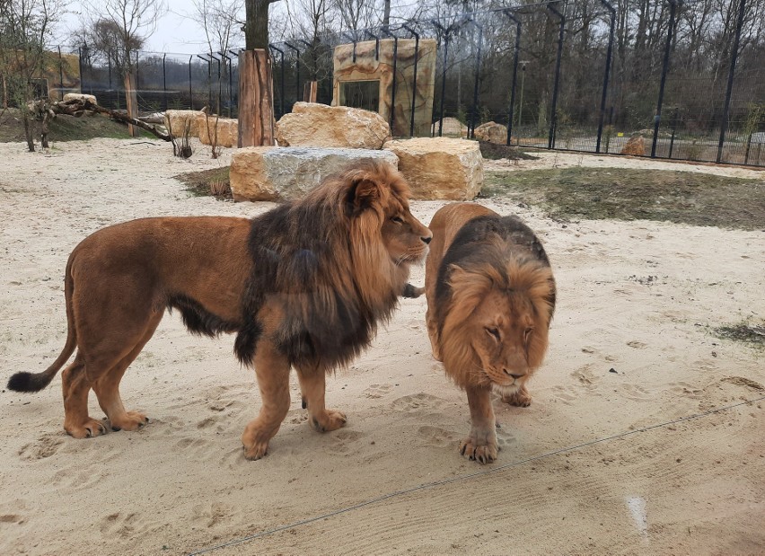 W opolskim ZOO można oglądać już lwy i tygrysa.