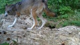Niezwykła historia wilka bez jednej łapy. Mieszka w lesie pod Częstochową. ZOBACZCIE FILM