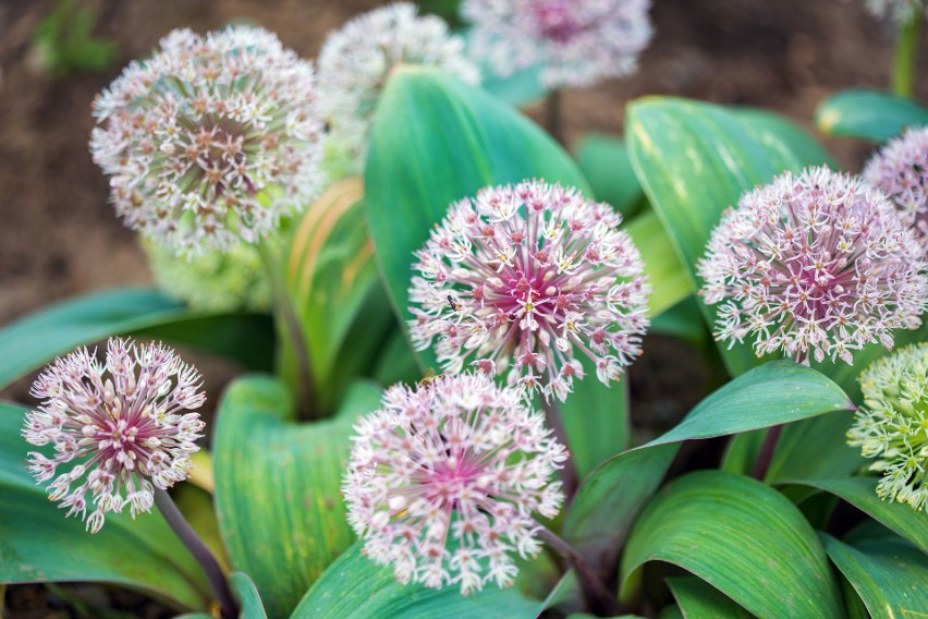 Czosnki karatawskie (Allium karataviense) są niskie i mają...