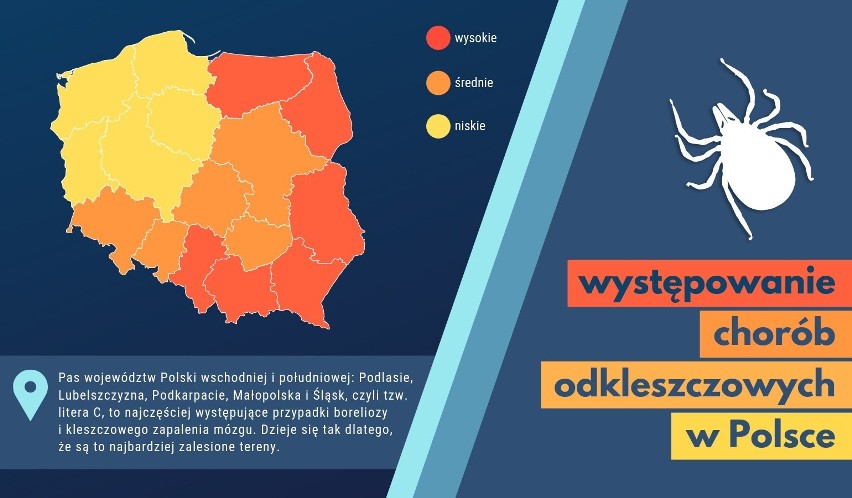 Chociaż niewielkie, kleszcze mogą stanowić poważne...