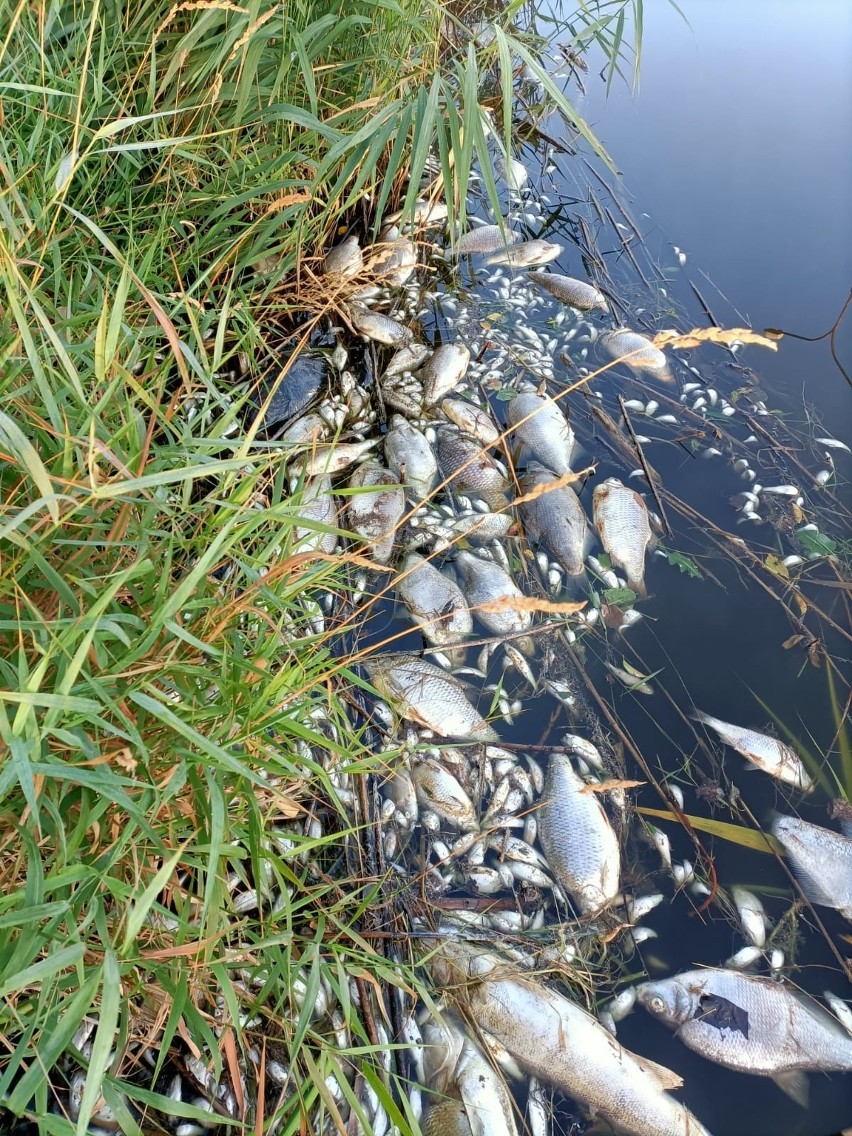 Śnięte ryby na Opolszczyźnie. Skąd tysiące martwych zwierząt w kanałach Kędzierzyńskim i Gliwickim? Jest ważne stanowisko Wód Polskich
