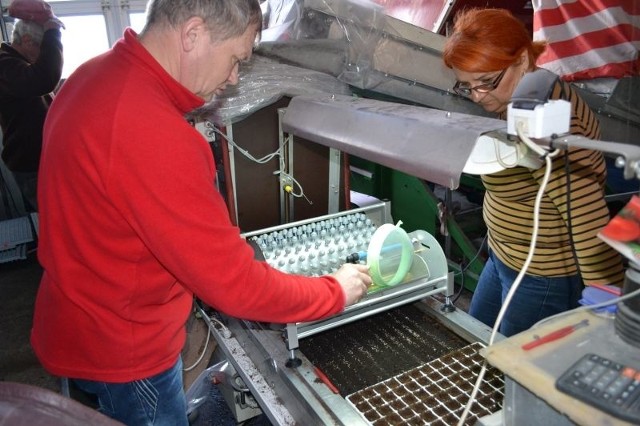W gospodarstwie LebiedzinskichDanuty i Zbigniew Lebiedzinscy w Dziennicach (koło Inowrocławia) postawili na produkcję warzyw najwyższej jakości. Do tego potrzebowali dobrej rozsady, więc od wielu lat produkują także rozsadę.