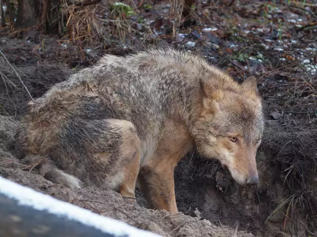 Zobacz, w jakich sytuacjach były widywane wilki w Lubuskiem. To niesamowite, jak bliskie były spotkania Lubuszan z tymi zwierzętami! >>> 